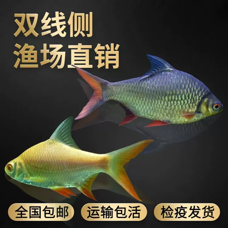 短身鲫鱼金银泰国鲫观赏鱼活体热带鱼龙鱼混养配鱼
