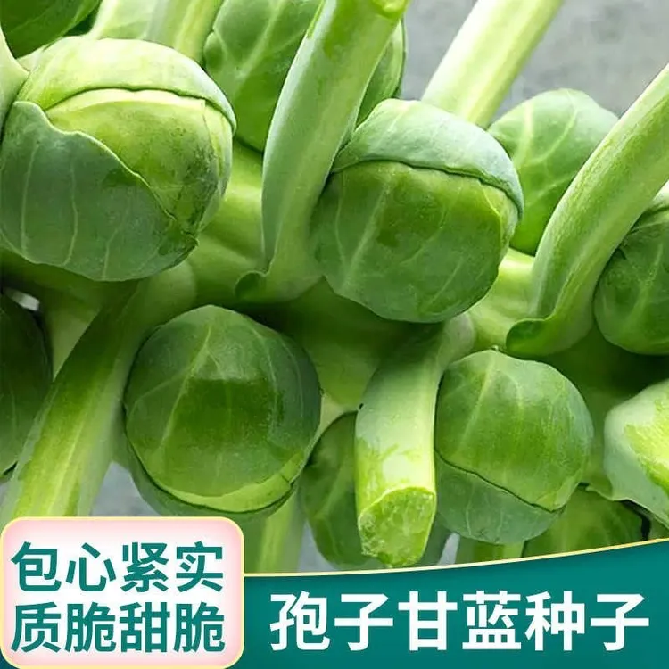 【全店满五包包邮】孢子甘蓝蔬菜种子