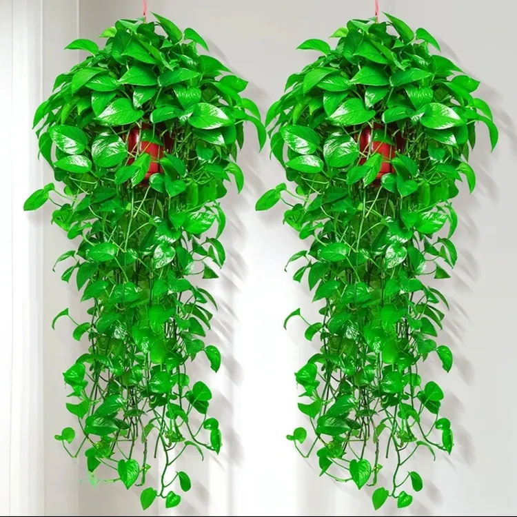 （长藤绿萝）垂吊室内盆栽吊兰四季常青花卉植物 稀有长藤窗台绿箩