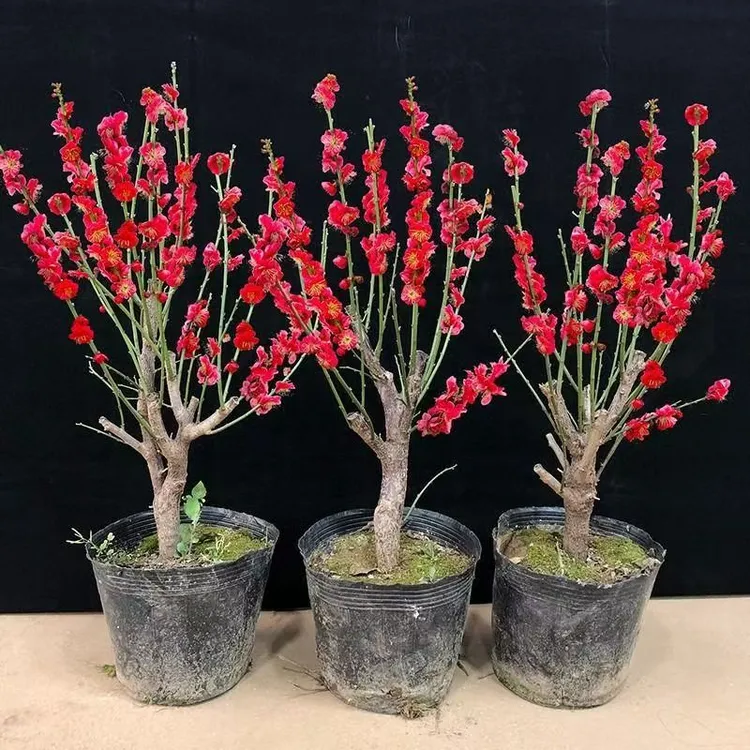 红梅老桩 阳台 庭院耐寒植物年宵花卉