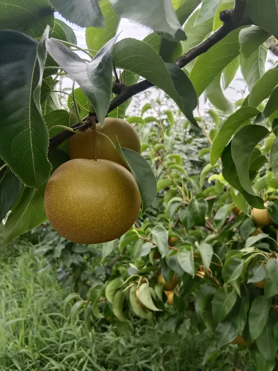 重庆长寿黄冠梨脆甜多汁应季水果果园产地现摘现发