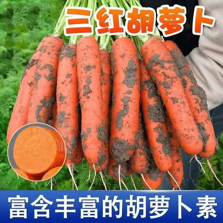 三红胡萝卜夏秋季耐热寒水果蔬菜萝卜生吃脆甜四季田园红萝卜