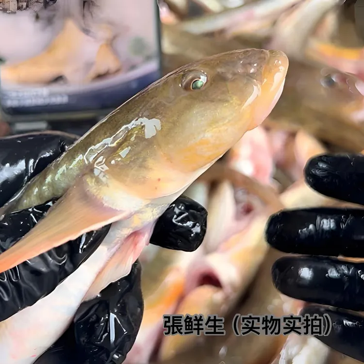 【中规格】沙光鱼7-9条/斤鲜活速冻顺丰冷链连云港发货 5斤