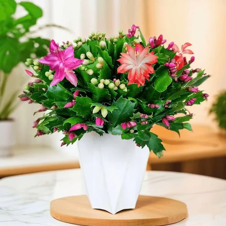 多色蟹爪兰花苗盆栽带花苞好养耐活四季开花