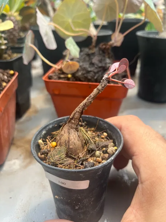 奇异油柑块根植物潮玩块根泰系品种
