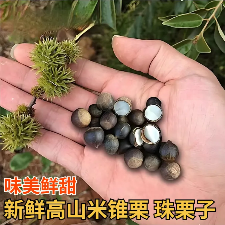 湖南特产新鲜生锥栗米锥子坚果甜栗子山锥果珠圆子勾栗刺锥毛栗子