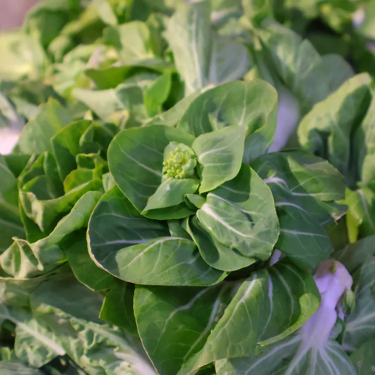 鲜油菜苔露天绿叶菜