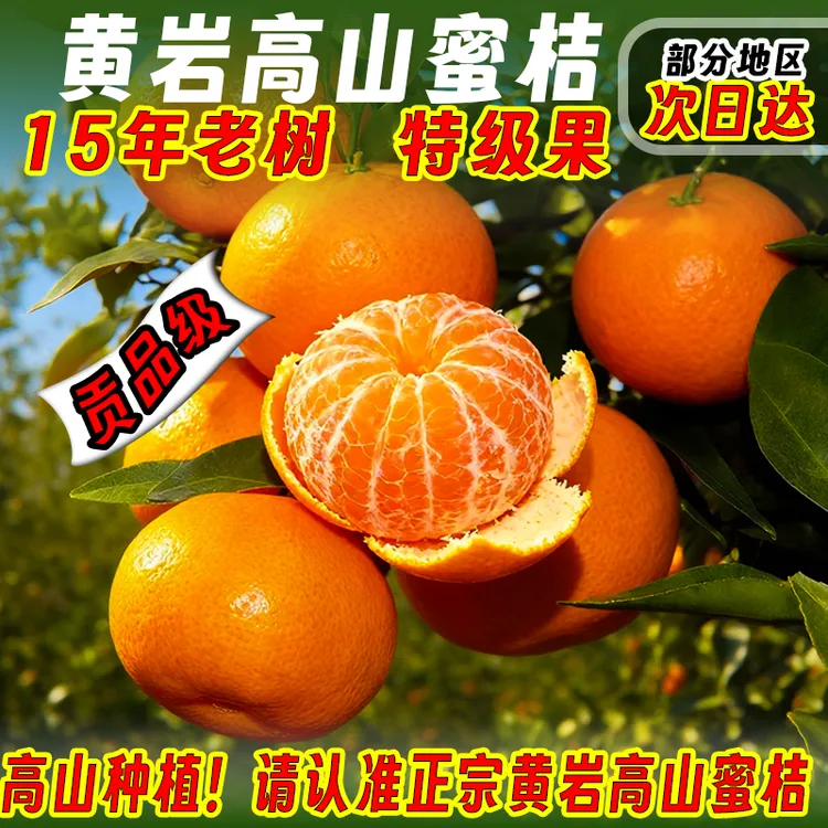 黄岩蜜桔当季高山大丰现摘新鲜橘子时令水果临海涌泉超大桔子10