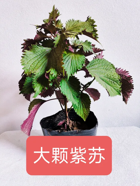 大颗紫苏成品植株盆栽新鲜大叶紫苏适合阳台种植四季好养土球发货