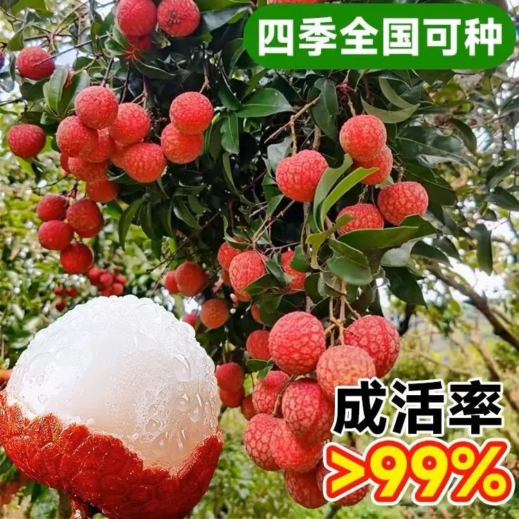 无核桂味荔枝树苗妃子笑冰荔南方北方种植新手盆栽地栽