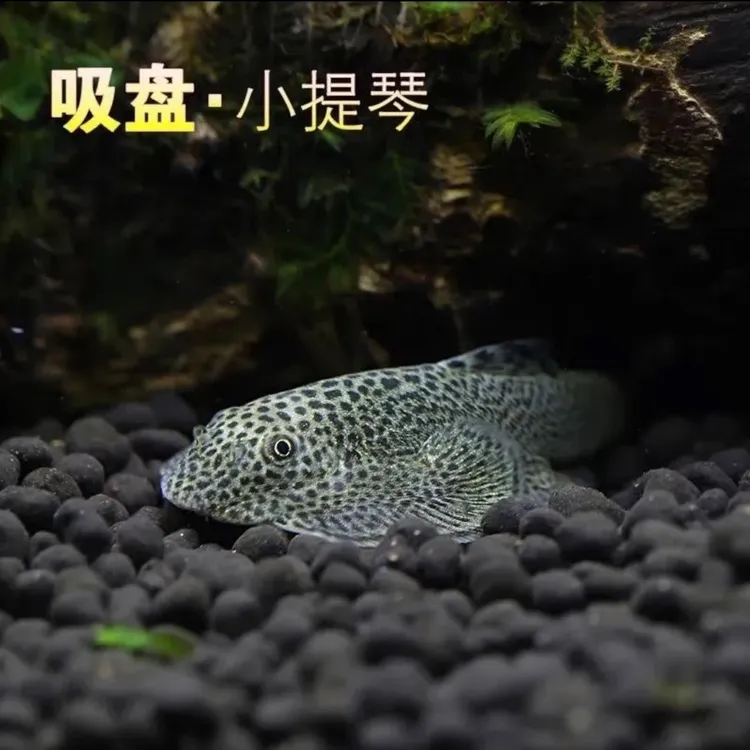 陕西发货爬岩鳅双吸盘枇杷工具鱼冷水清洁鱼清藻清苔可混养好养