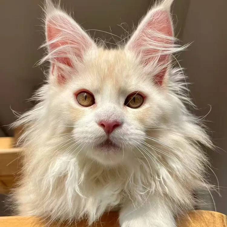 【12级粉丝灯牌】不花钱领取一只3000米多色缅因库恩猫咪宠物猫