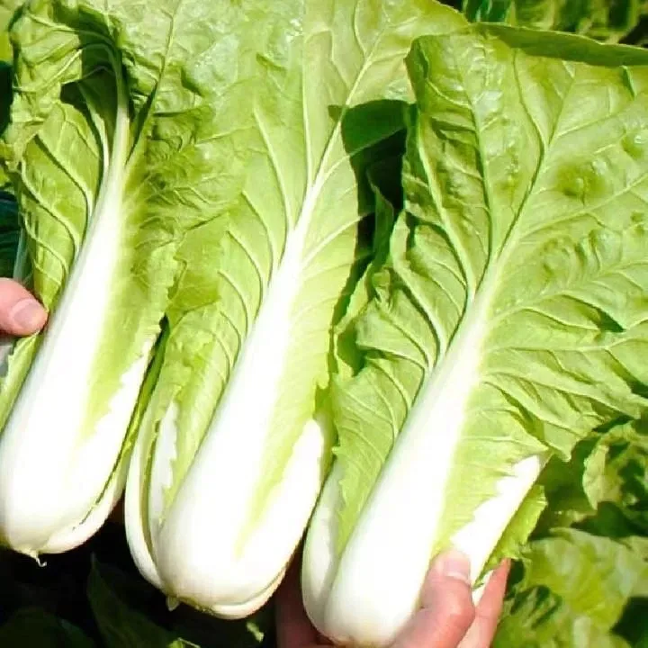 【四季速生快菜】快菜种子白菜耐热耐寒阳台院子均可种植商品图