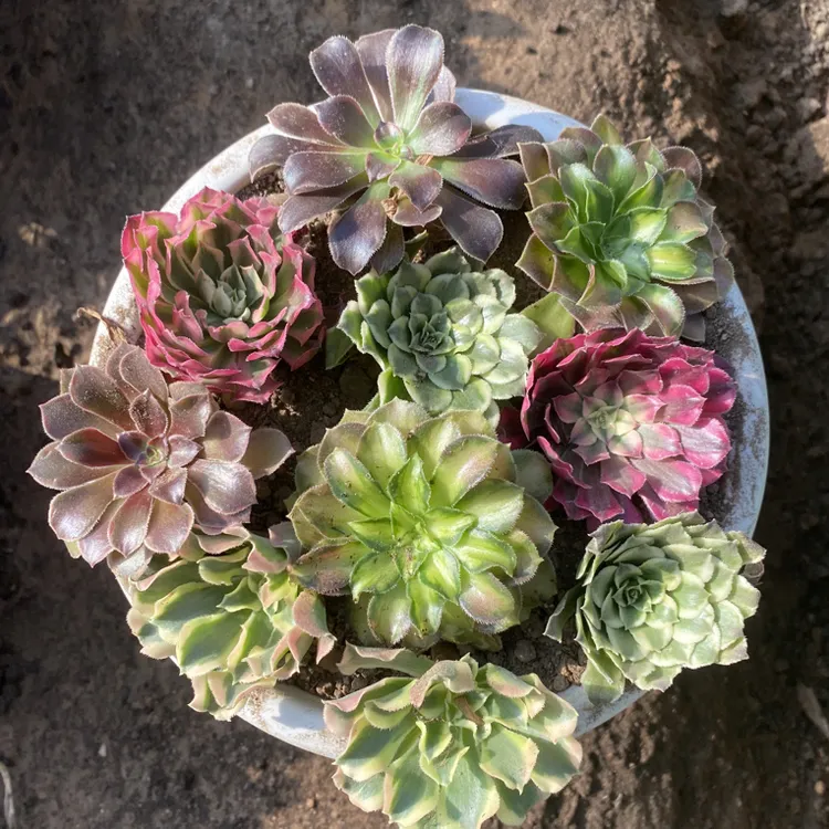 法师砍头10个5个品种