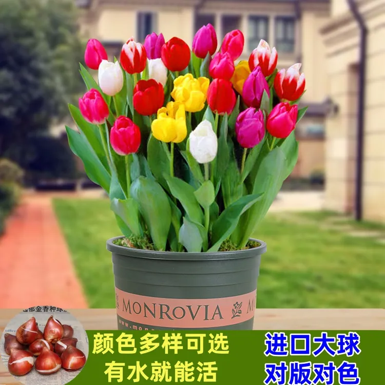 进口郁金香大种球水土培花卉植物自然球多年生耐寒室内花种子盆栽