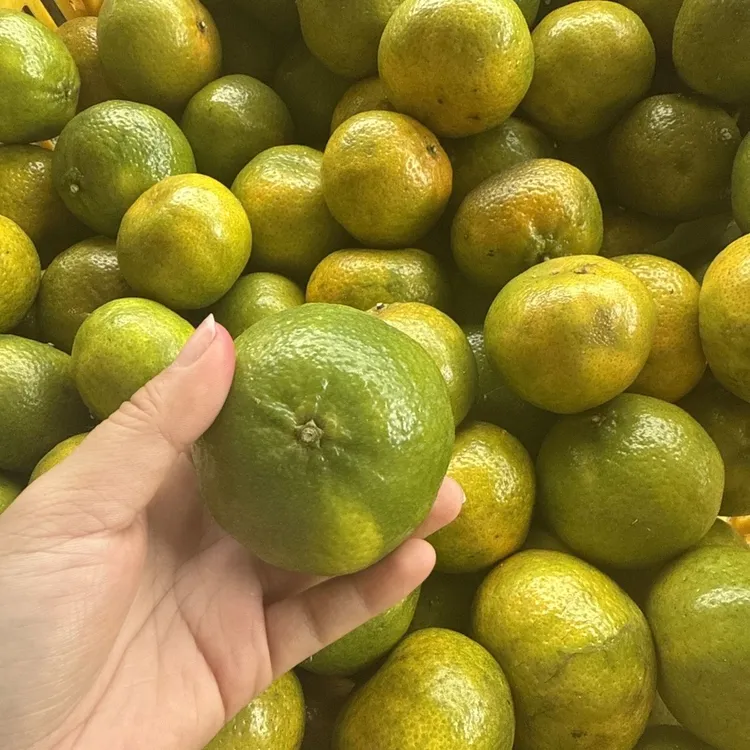 广东新会陈皮，2025年三江圈枝细叶油皮陈皮鲜果茶枝柑京东包邮