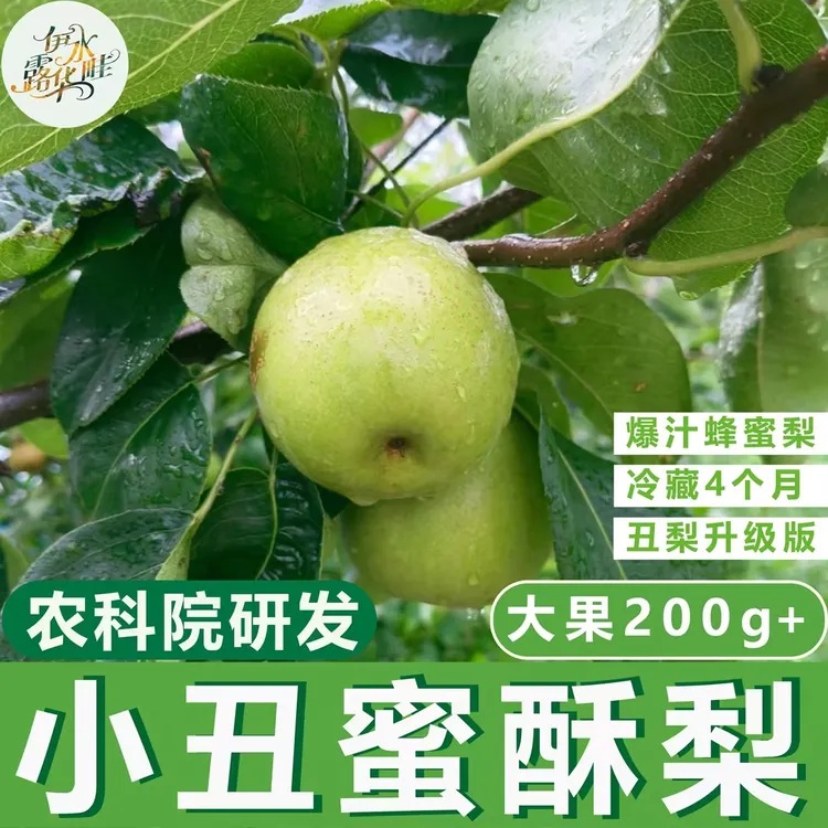 孟津小丑蜜酥梨新鲜梨农家现采现发梨水果