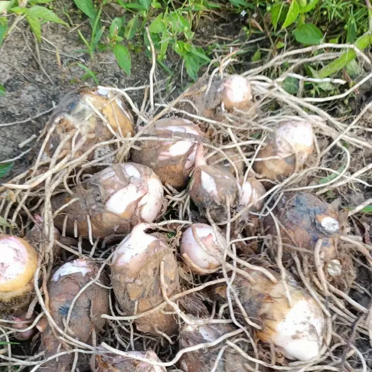 浙江金华红芽芋现挖现发新鲜小芋头芋艿