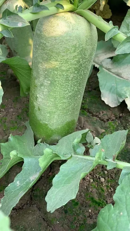 天津沙窝萝卜（天星2号）