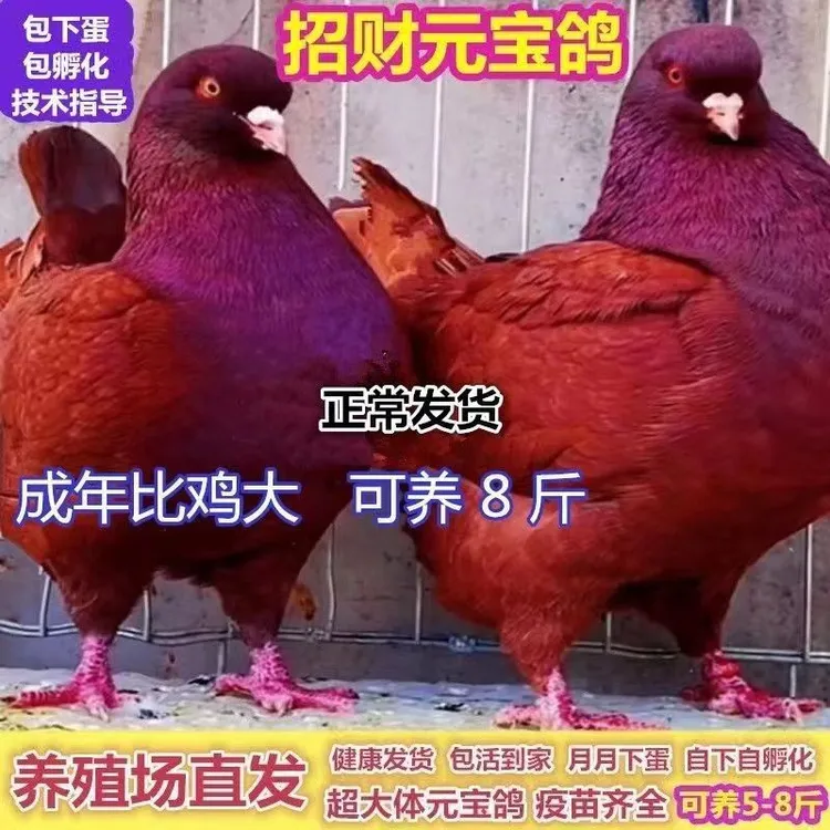 纯种正宗元宝鸽公母一对特大活体青年观赏鸽子幼鸽家养宠物鸽鸽粮