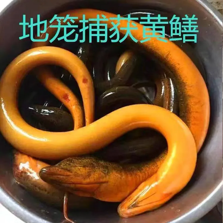 顺丰包邮正宗野河土黄鳝 农家自捕鲜活鳝鱼肉质鲜美 打氧包活到家