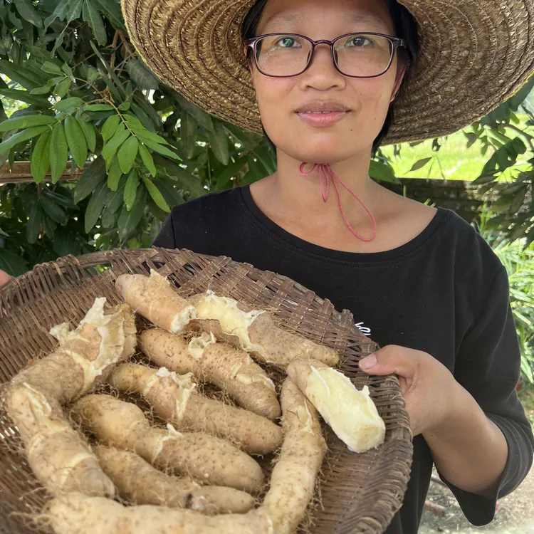 广东阳春农家自种甜薯