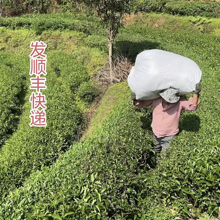 2025【中下火雪梨佛手】250克散茶稀有品种