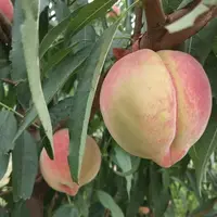 本地生态种植中华寿桃4-4.5斤，脆甜爽口，现摘现发送货上门。