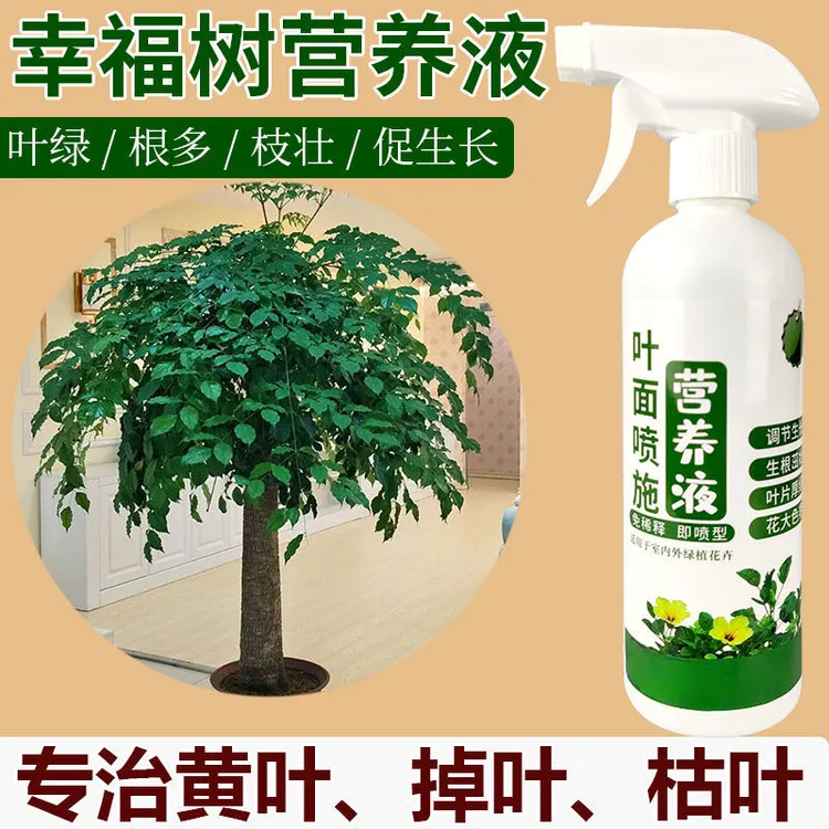 幸福树营养液绿宝肥料花肥绿叶富贵树盆景盆栽营养液黄叶室内施肥