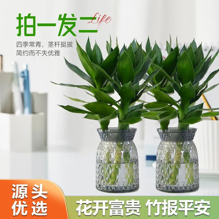 【拍一发二】观音送福水培观音竹水养富贵竹四季常青室内客厅好养