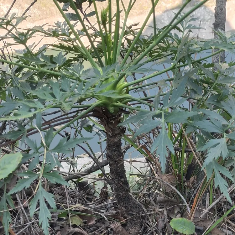 小叶绿植川芎四季常青盆栽绿植30-100百年老川芎盆景树老桩盆景