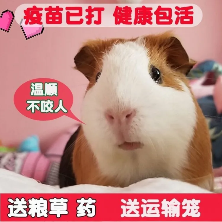 无品牌成年荷兰猪活体大豚鼠活物荷兰鼠彩豚可繁殖活家养宠物宠物