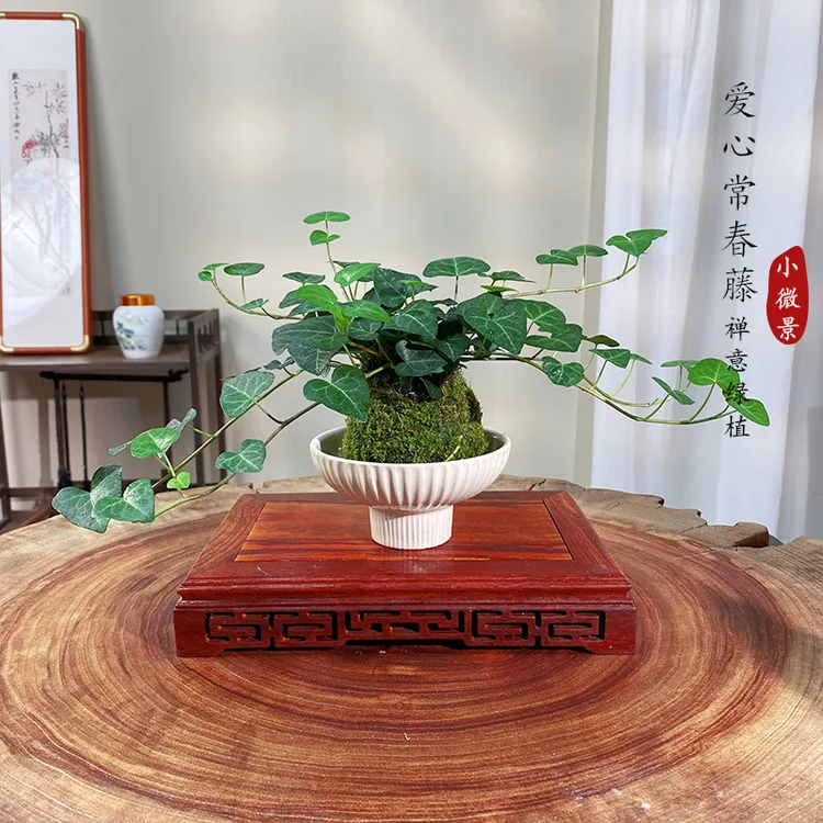 【宏展】爱心常春藤苔藓球绿植四季常青室内耐阴爬藤小植物
