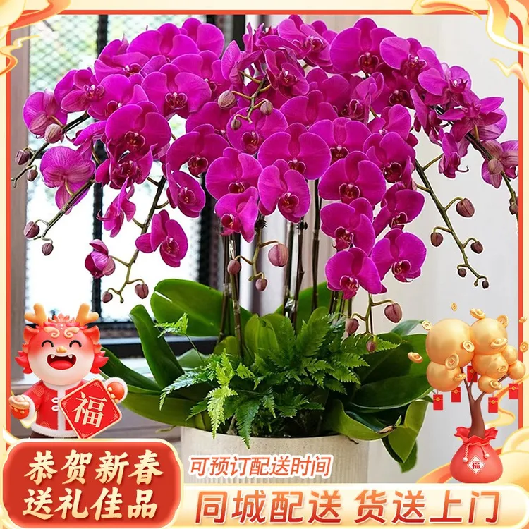 情人节花束蝴蝶兰盆栽带花年宵花大花蕙兰鲜花速递同城广州上海深