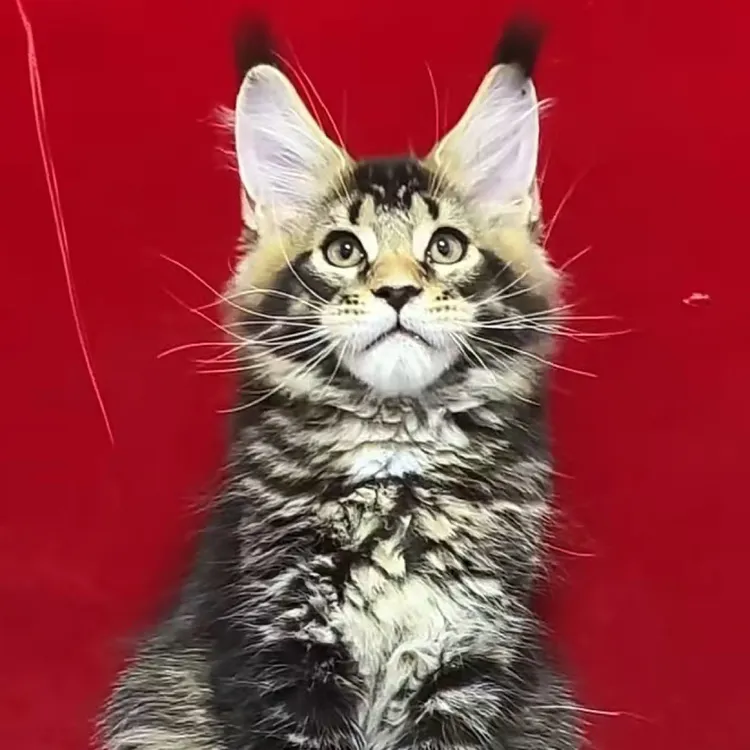 全花色不花缅因猫活体新奇宠物猫咪