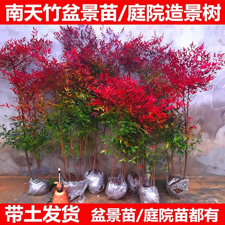 火焰南天竹盆栽树苗室内外可养冬季红叶夏季绿叶观叶植物四季常青