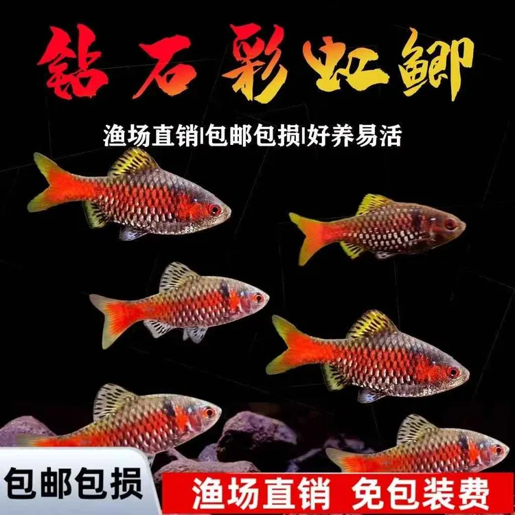 【钻石彩虹鲫】冷水耐寒耐养热带鱼原生鱼小型活体群游观赏鱼