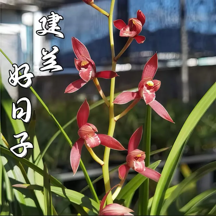 四季兰好日子室内名贵好养易活南靖老种兰花苗建兰红花花期带花苞