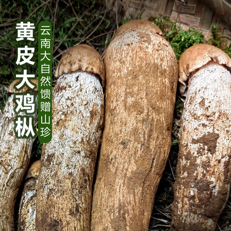 【云南源牧】云南楚雄南华新鲜鸡枞菌野生黄皮鸡枞菌500g蘑菇包邮