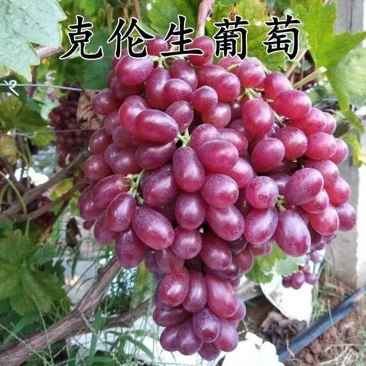 葡萄树苗嫁接克伦生葡萄果树苗地栽盆栽南方北方四季种植葡萄树苗