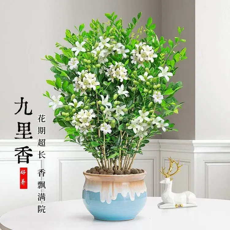 九里香盆栽浓香型花卉绿植室内种植庭院开花驱蚊植物四季常青老桩