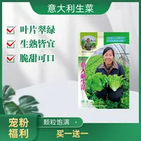 【宠粉福利】5g买一送一精品饱满意大利生菜种子育苗整齐