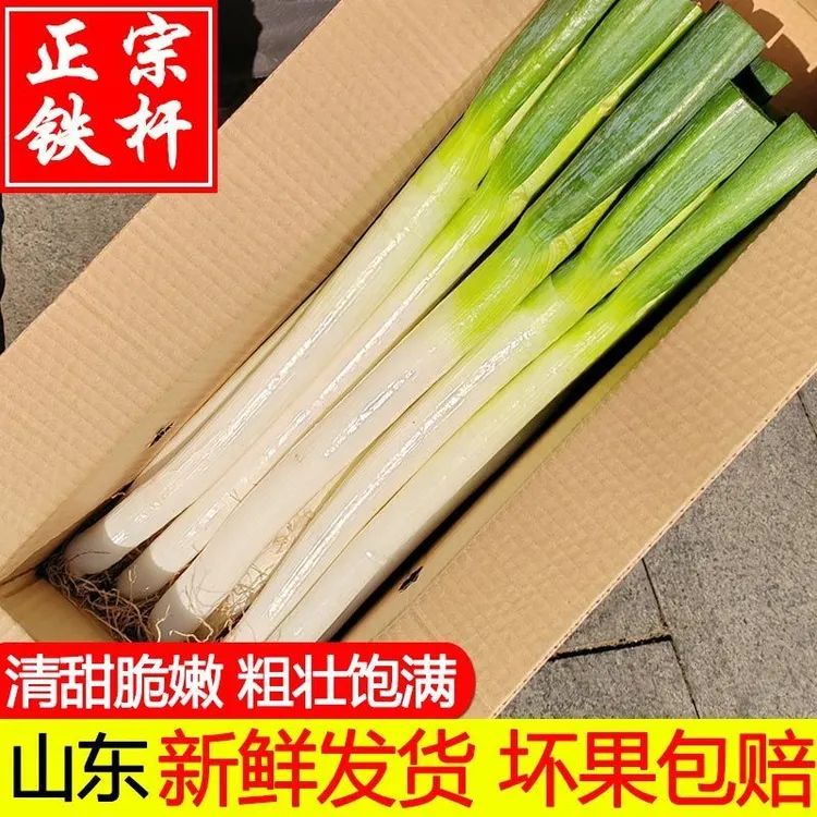 山东铁杆大葱现挖农家3斤批发包邮甜脆卷饼新鲜蔬菜非章丘大葱