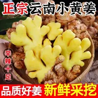 正宗云南小黄姜新鲜现挖香辣十足老姜可做月子姜整箱带泥保鲜发货