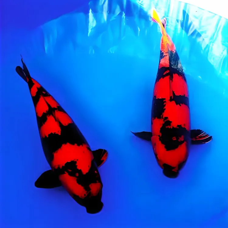 纯种绯写昭和白写锦鲤冷水观赏鱼活体淡水金鱼鱼苗渔场直销