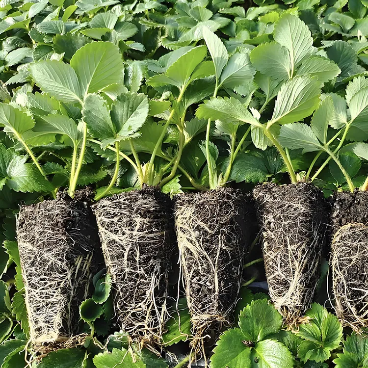5颗奶油红颜草莓苗四季阳台地栽绿植花卉抗爆根优质苗