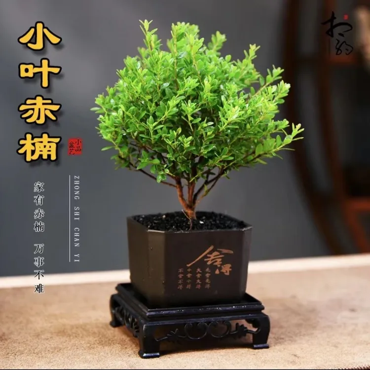 (拍一发二)小叶赤楠盆景植物办公室室内花卉桌面四季常青好养绿植