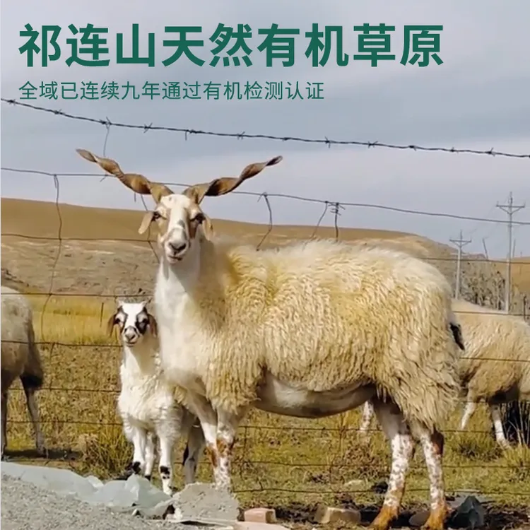 祁连藏羊天然有机草原散养青海地标保护中秋好礼5斤羊排手抓羊肉