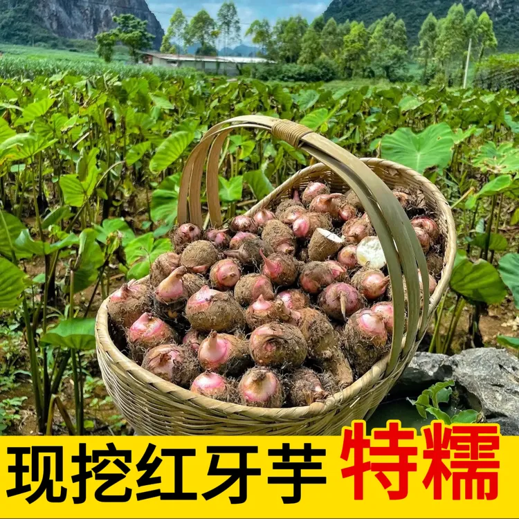 5斤/9斤正宗广西现挖红芽芋头新鲜小芋头香芋农家自种粉糯香甜