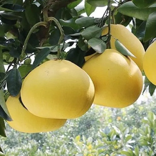 玉环特产文旦柚4个礼盒装当季新鲜水果 ~产地直供